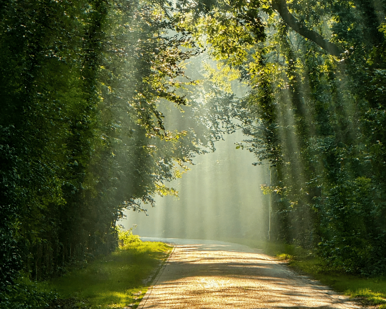 Dennenweg Den Ham